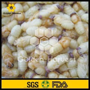 Drone Pupa, Fresh Drone Pupa